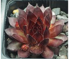 Sempervivum BRONCO
