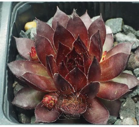 Sempervivum BRONCO