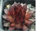 Sempervivum BRONCO