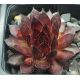 Sempervivum BRONCO