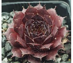 Sempervivum NACHTMELODIE