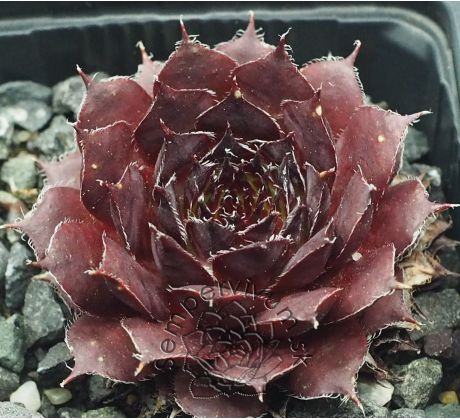 Sempervivum NACHTMELODIE