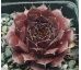 Sempervivum NACHTMELODIE