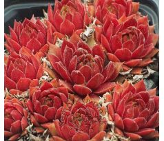 Sempervivum PACIFIC BLAZING STAR