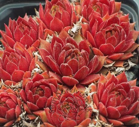 Sempervivum PACIFIC BLAZING STAR
