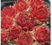 Sempervivum PACIFIC BLAZING STAR