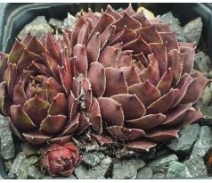 Sempervivum RED KING