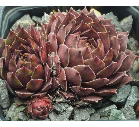 Sempervivum RED KING