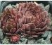 Sempervivum RED KING