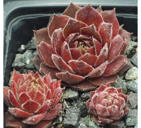 Sempervivum PACKARDIAN