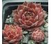 Sempervivum PACKARDIAN