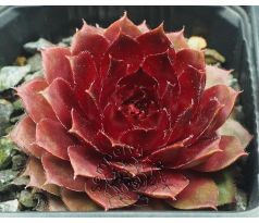Sempervivum RUBIN