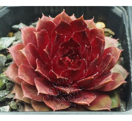 Sempervivum RUBIN