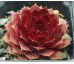 Sempervivum RUBIN