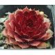 Sempervivum RUBIN