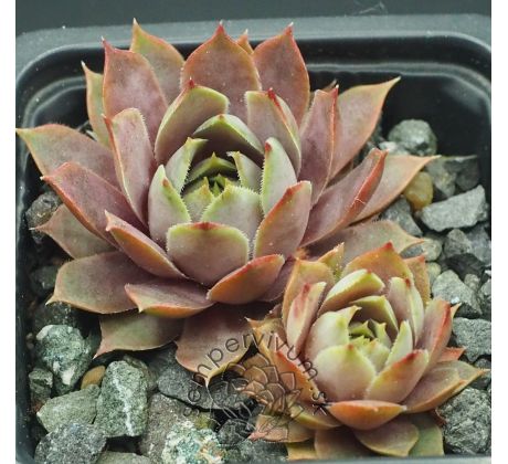 Sempervivum ELIŠKA