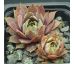 Sempervivum ELIŠKA