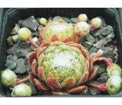 Sempervivum FORD`S GIANT