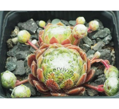 Sempervivum FORD`S GIANT