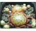 Sempervivum FORD`S GIANT
