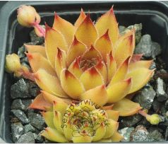 Sempervivum ALCHEMIST