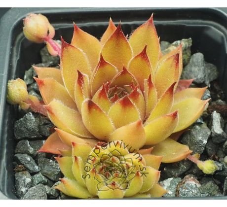Sempervivum ALCHEMIST