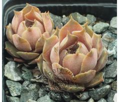 Sempervivum DEGENIANUM