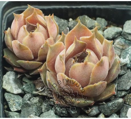 Sempervivum DEGENIANUM