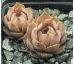 Sempervivum DEGENIANUM