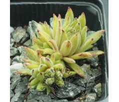 Sempervivum BEFRECKLED
