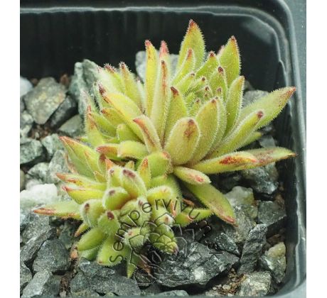 Sempervivum BEFRECKLED