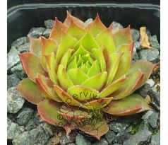 Sempervivum KRAKATIT