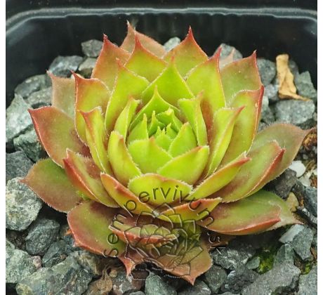 Sempervivum KRAKATIT