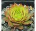 Sempervivum KRAKATIT