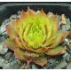 Sempervivum KRAKATIT