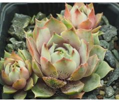 Sempervivum LILAC TIME
