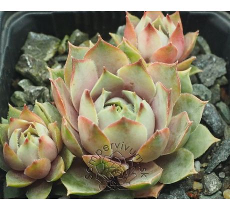 Sempervivum LILAC TIME