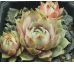 Sempervivum LILAC TIME
