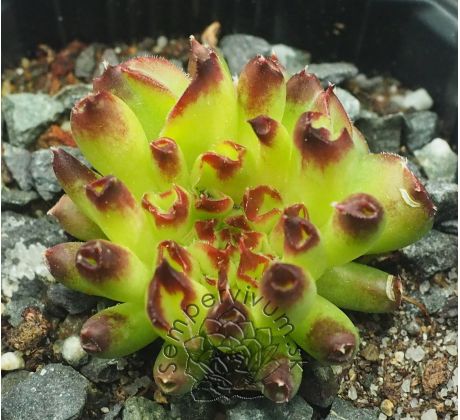 Sempervivum ODDITY