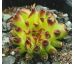 Sempervivum ODDITY