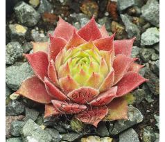 Sempervivum PINK JANIS