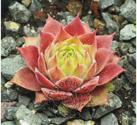 Sempervivum PINK JANIS