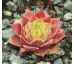 Sempervivum PINK JANIS