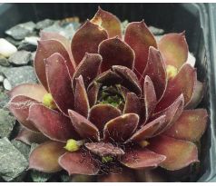 Sempervivum RED ACE
