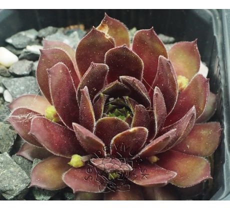Sempervivum RED ACE