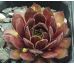 Sempervivum RED ACE