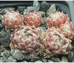 Sempervivum VANDERSTEEN