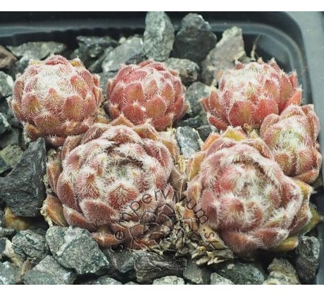 Sempervivum VANDERSTEEN