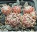 Sempervivum VANDERSTEEN