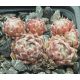 Sempervivum VANDERSTEEN